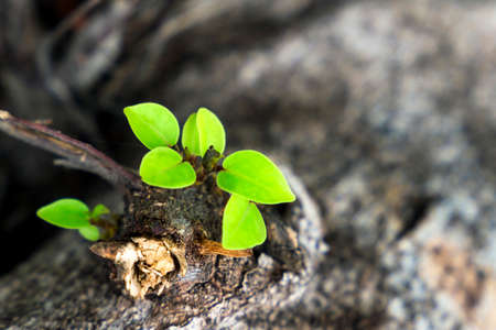 leaves grow from a dry tree and symbolizing the struggle, aspiration, ambition and so on の写真素材