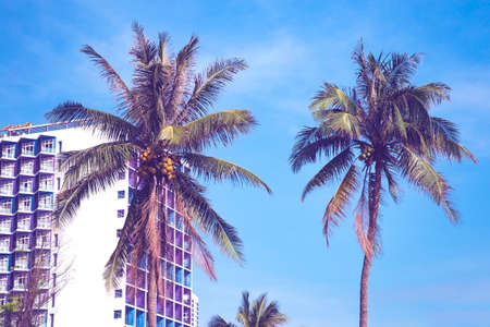 coconut palm trees with skyscraper and blue sky on the backgroundの写真素材