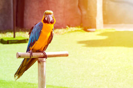 beautiful parrot macaw sits on a perch in the sun raysの写真素材