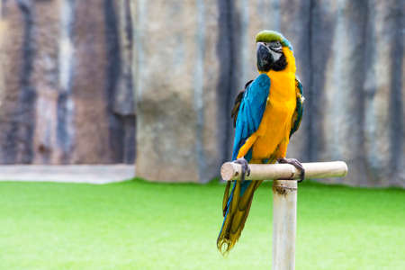 beautiful parrot macaw sits on a perch in the sun raysの写真素材