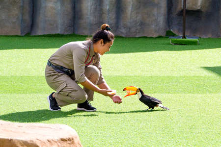 girl the birds trainer with doing tricks toucan on bird's show in Vietnam, Nha Trang City, Vinpearl Amusement Park 2018-01-12のeditorial素材