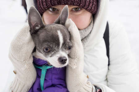 smiling girl with chihuahua dog in the winter costumeの写真素材