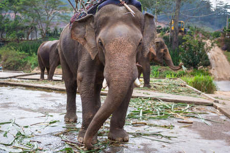 big elephant with howdah on the back (Seat on Elephant back for tourists)の写真素材