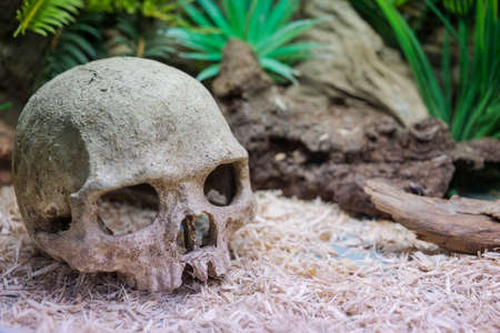 Aquarium decoration: stone human skull の写真素材