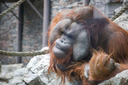 closeup portrait Big great Bornean Orangutan (Pongo pygmaeus)  の写真素材