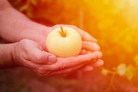 A man-farmer holding a bright, juicy apple in his hands in the rays of the sun