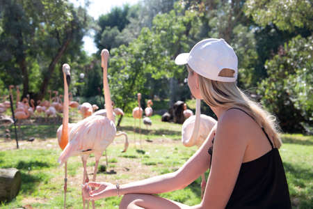 beautiful blonde girl feeding group of flamingos by the hands on the pond