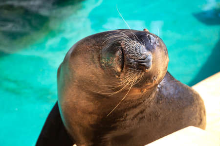 closeup of cute sea lion (seal) in the blue waterの写真素材