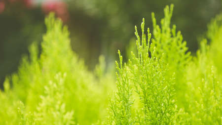 Background with organic green plants. Nature, ecology and environment concept. 16:9 photoの写真素材