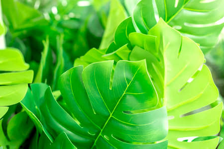 Background with tropical plants leaves. Green natural backdrop. Close up photo with copy spaceの写真素材