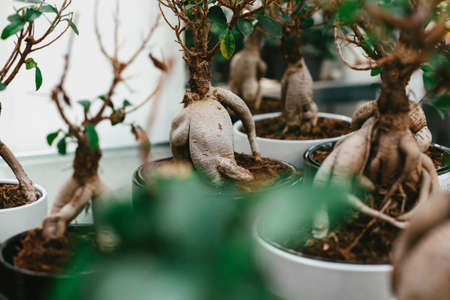 Microcarpa ficus ginseng in bonsai tree style. A lot of little house plant in flowerpot. Concept of natural house decorの写真素材