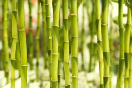 Green bamboo texture background. Closeup photo with selective focus. Vertical bamboo stalksの写真素材