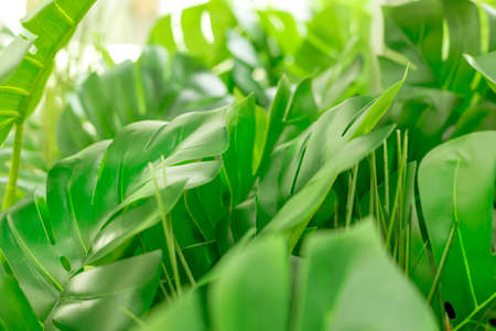 Background with tropical plants leaves. Green natural backdrop. Close up photo with copy spaceの写真素材