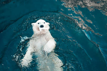 Polar bear swims in cold blue water and holding food in his mouth. Close-up photo of floating white bear that looking at the cameraの写真素材