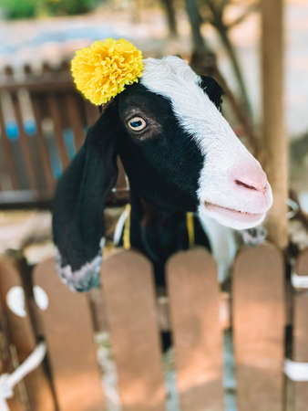 Portrait of cute smiling goat in contact petting zoo.