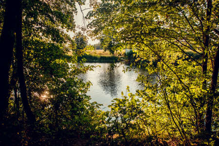 Overgrown water in the swamp. Swamp in the forestLake in the rays of the sunsetのeditorial素材