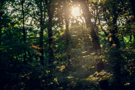 Sunset Or Sunrise In Forest Landscape. Sun Sunshine With Natural Sunlight And Sun Rays Through Woods Trees In Summer Forest. Beautiful Scenic View. Natural Real Lens Flare Effectの写真素材