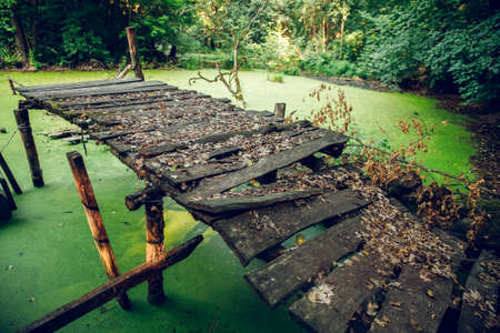 wooden bridge passing through the swampの写真素材