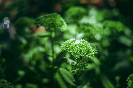 Showy Stonecrop (Hylotelephium spectabile) is preparing for autumn flowering. Ukraine.