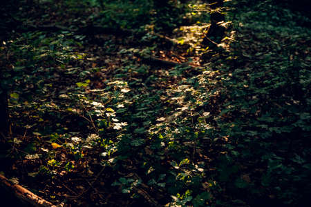 Dense foliage in the rays of the sun. Forest.の写真素材