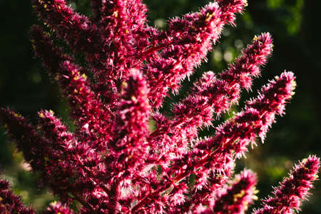 Amaranth is cultivated as leaf vegetables, cereals and ornamental plants in South America. Amaranth seeds are rich source of proteins and amino acidsの写真素材