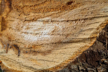 Drank an old tree. An Apple. Wood processing. Texture.の写真素材