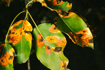 Red spots on the pear leaves. The tree is sick with a fungusの写真素材