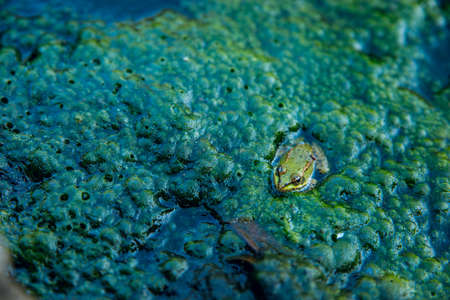 Frog in the dirty pond water of a lakeの写真素材