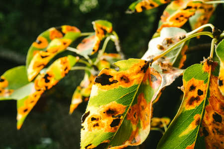 Red spots on the pear leaves. The tree is sick with a fungusの写真素材