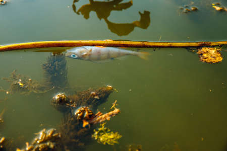 Dead fish in the lake