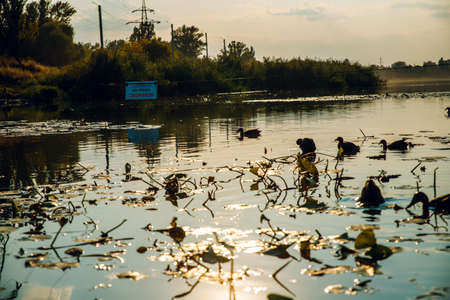 A lake with floating green flowers.の写真素材