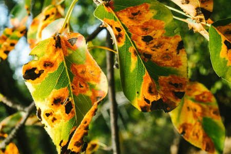 Red spots on the pear leaves. The tree is sick with a fungusの写真素材