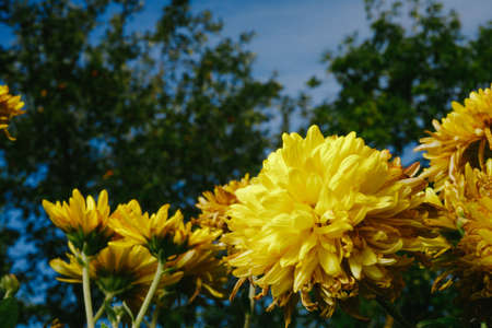 Yellow flowers of rudbeckia laciniata Goldquelle in the openの写真素材