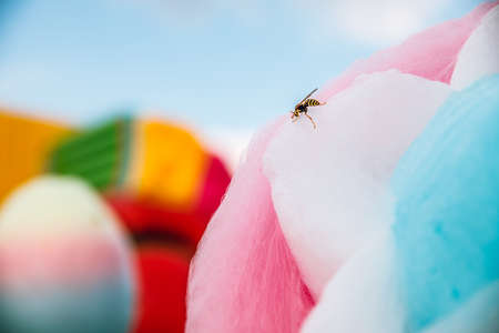 Wasps love sweets. Wasp sits on cotton candy.の写真素材