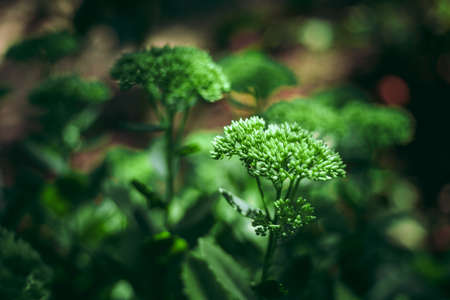 Showy Stonecrop (Hylotelephium spectabile) in park, Moscow region, Russiaの写真素材