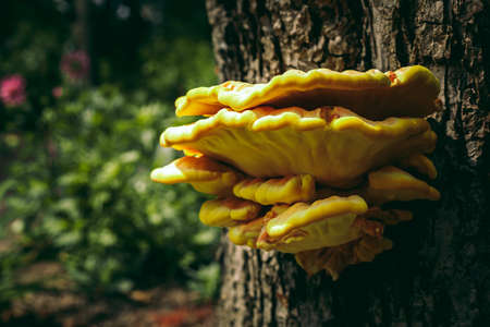 wild mushroom on a tree. yellow colorの写真素材