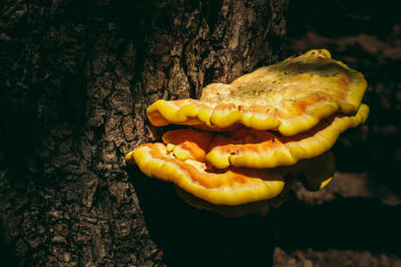 wild mushroom on a tree. yellow colorの写真素材