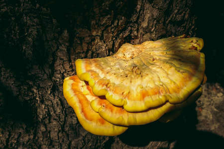 wild mushroom on a tree. yellow colorの写真素材