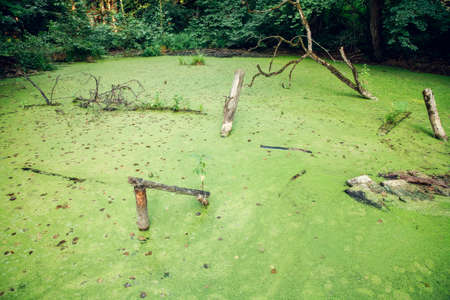 Overgrown water in the swamp. Swamp in the forestの写真素材