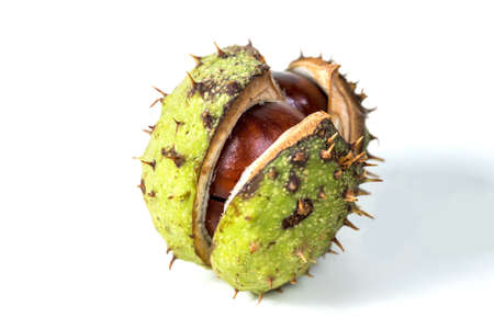 Chestnut on a white background in a skin.の写真素材