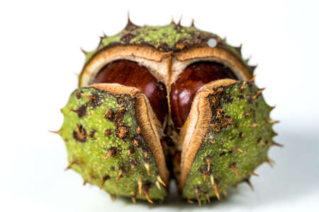 Chestnut on a white background in a skin.の写真素材