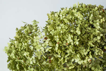 Bunch of green hydrangea flowers. Dry bouquetの写真素材