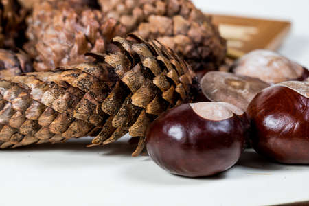 fir cones with chestnuts on a white backgroundの写真素材