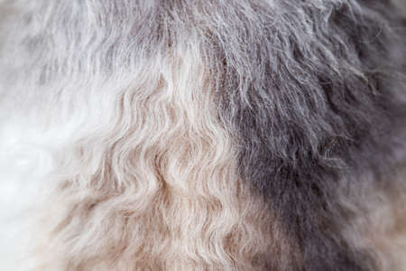 Background texture curly-haired cat fur, wool close upの写真素材
