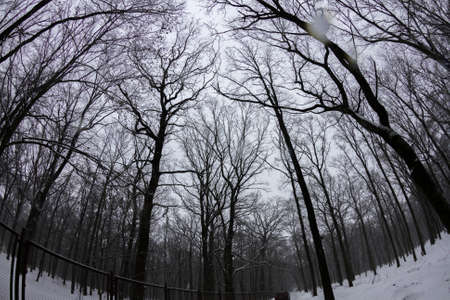 Forest path in the winter snow-covered forestの写真素材