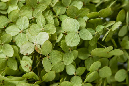 Bunch of green hydrangea flowers. Dry bouquetの写真素材