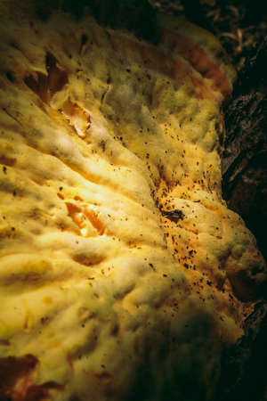 wild mushroom on a tree. yellow color