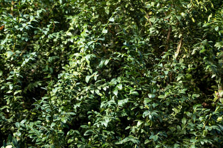 Samshit/buxus in the garden. Ukraine, summerの写真素材