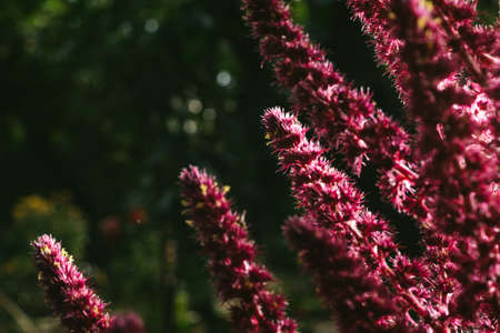 Amaranth is cultivated as leaf vegetables, cereals and ornamental plants in South America. Amaranth seeds are rich source of proteins and amino acidsの写真素材