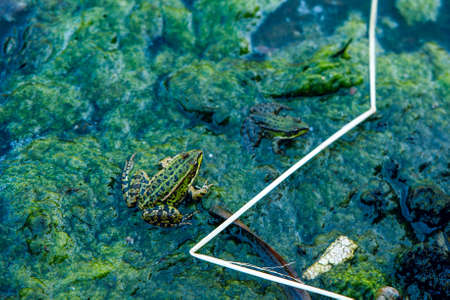 Frog in the dirty pond water of a lakeの写真素材
